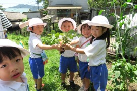 夏野菜～青組～